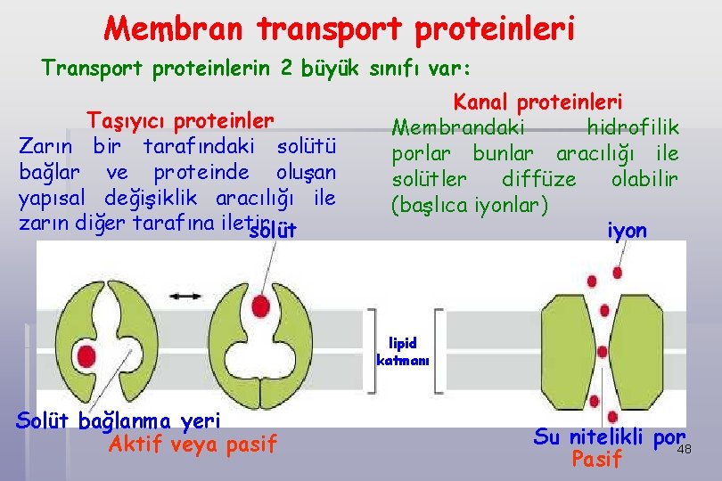 Membran transport proteinleri Transport proteinlerin 2 büyük sınıfı var: Taşıyıcı proteinler Zarın bir tarafındaki