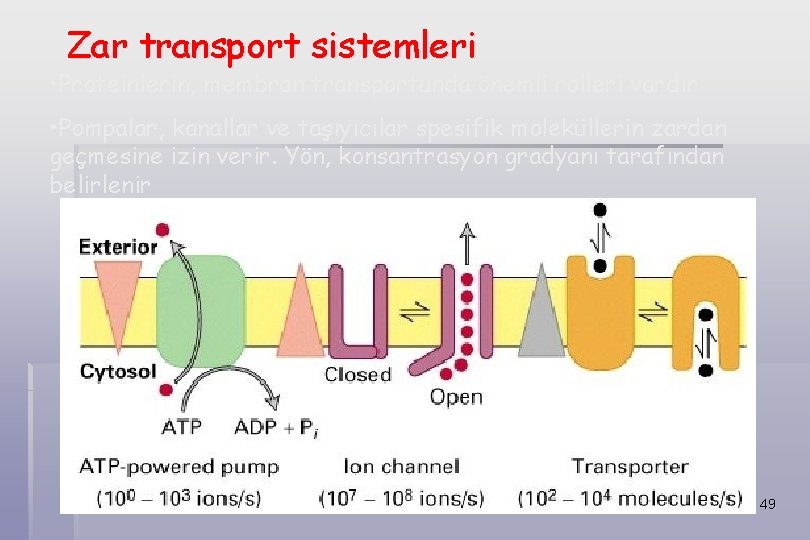 Zar transport sistemleri • Proteinlerin, membran transportunda önemli rolleri vardır • Pompalar, kanallar ve