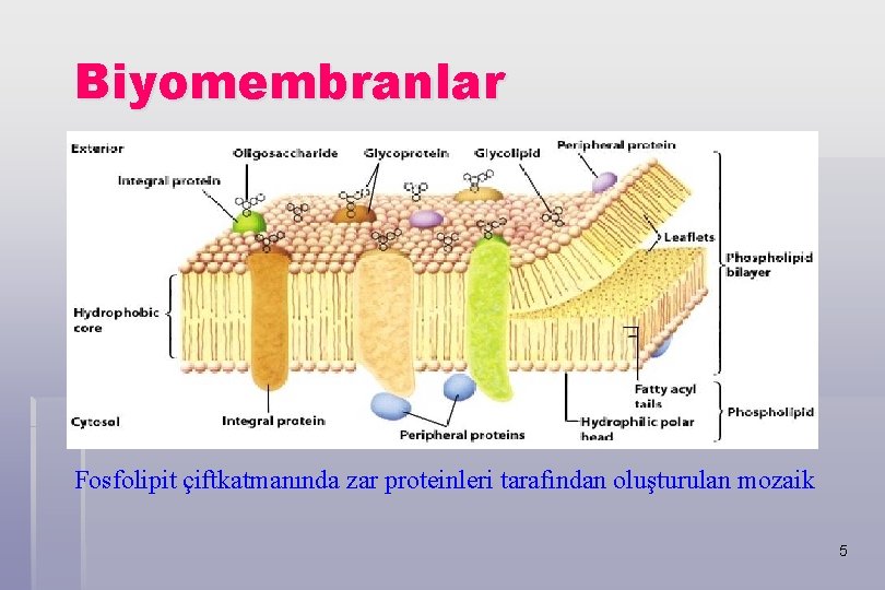 Biyomembranlar Fosfolipit çiftkatmanında zar proteinleri tarafından oluşturulan mozaik 5 