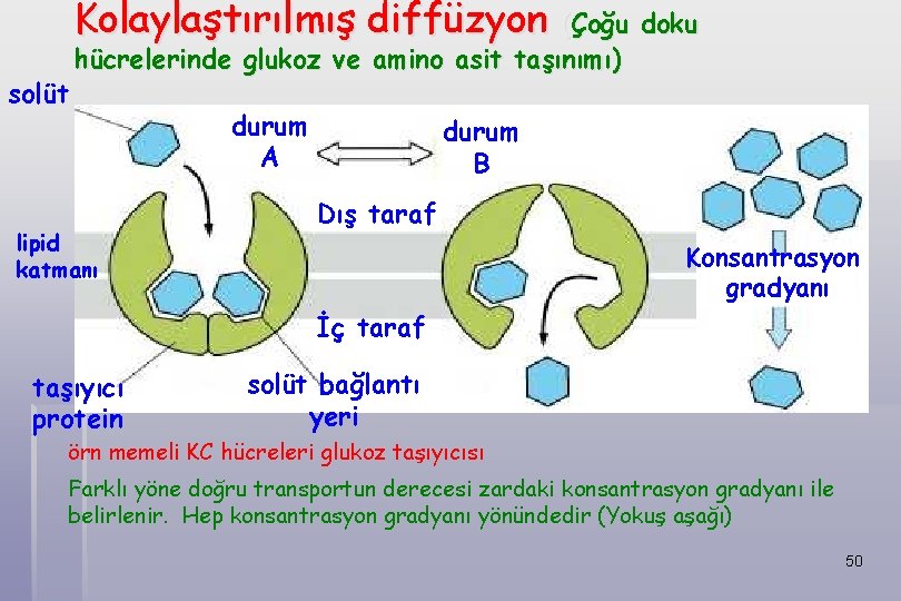 Kolaylaştırılmış diffüzyon (Çoğu doku solüt hücrelerinde glukoz ve amino asit taşınımı) lipid katmanı durum