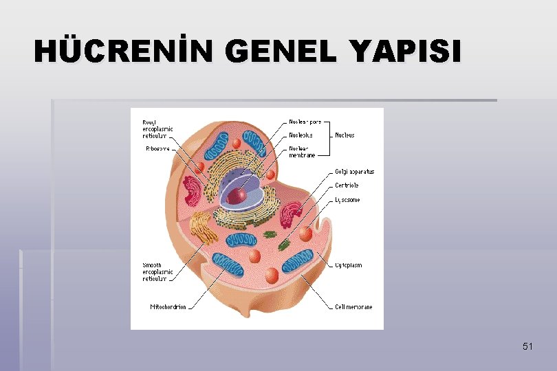 HÜCRENİN GENEL YAPISI 51 