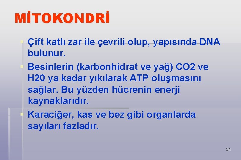 MİTOKONDRİ § Çift katlı zar ile çevrili olup, yapısında DNA bulunur. § Besinlerin (karbonhidrat