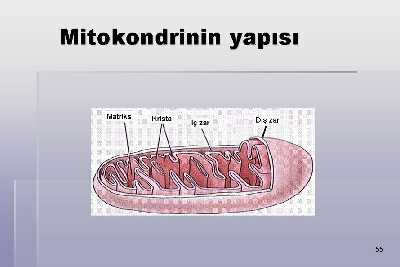 Mitokondrinin yapısı 55 