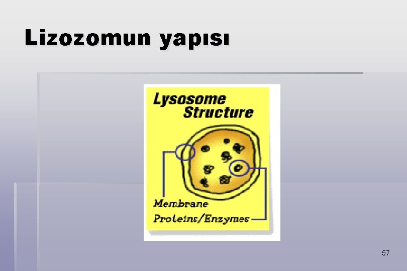 Lizozomun yapısı 57 