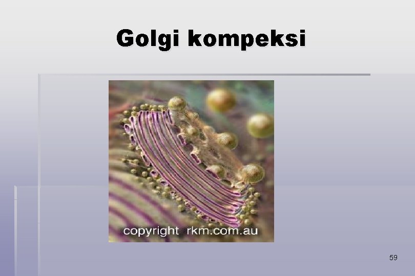 Golgi kompeksi 59 