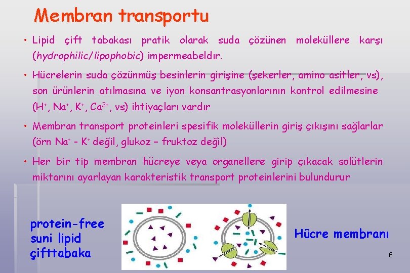 Membran transportu • Lipid çift tabakası pratik olarak suda çözünen moleküllere karşı (hydrophilic/lipophobic) impermeabeldır.