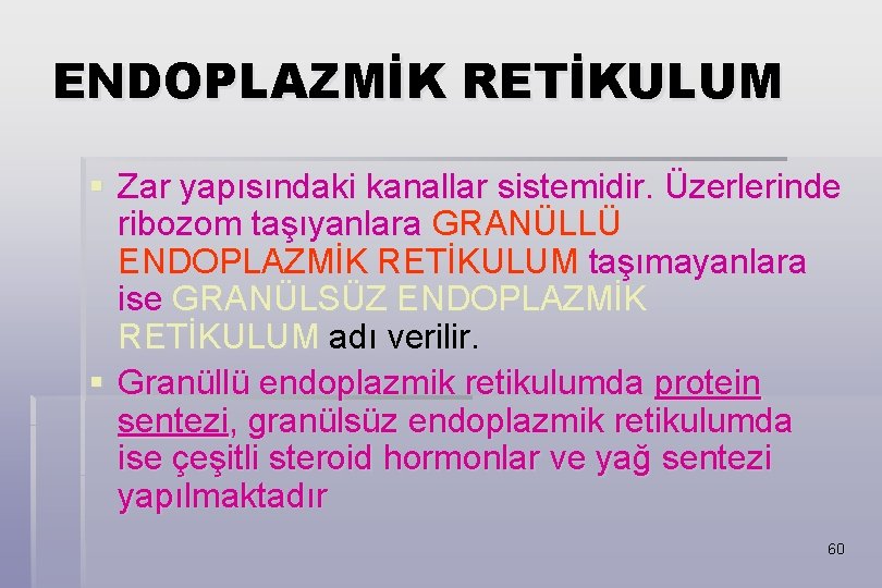 ENDOPLAZMİK RETİKULUM § Zar yapısındaki kanallar sistemidir. Üzerlerinde ribozom taşıyanlara GRANÜLLÜ ENDOPLAZMİK RETİKULUM taşımayanlara