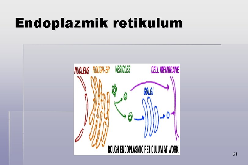 Endoplazmik retikulum 61 