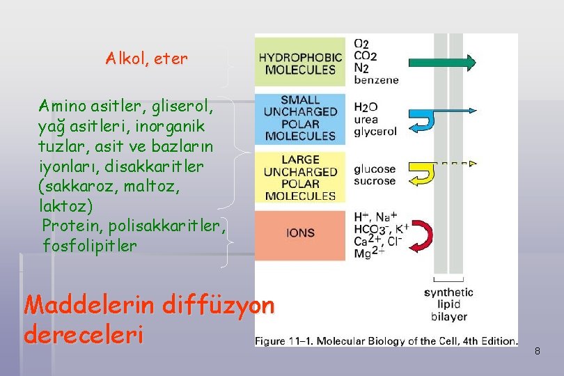 Alkol, eter Amino asitler, gliserol, yağ asitleri, inorganik tuzlar, asit ve bazların iyonları, disakkaritler