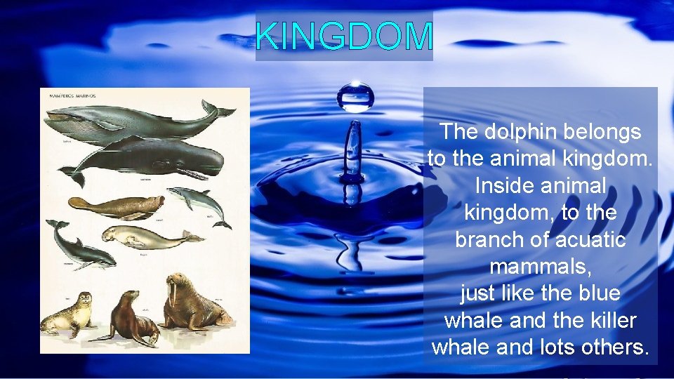 KINGDOM The dolphin belongs to the animal kingdom. Inside animal kingdom, to the branch
