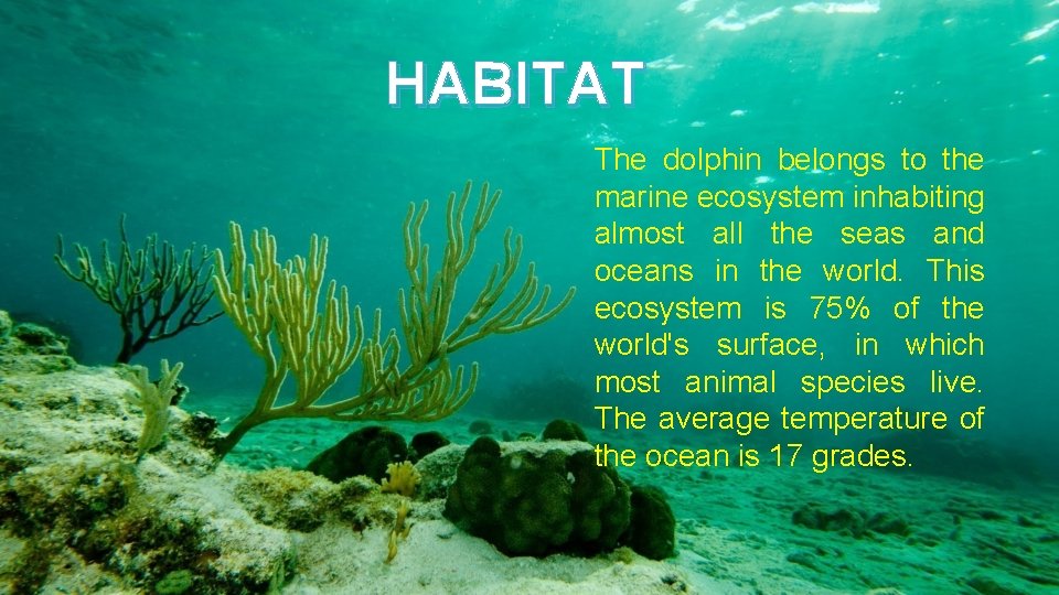 HABITAT The dolphin belongs to the marine ecosystem inhabiting almost all the seas and
