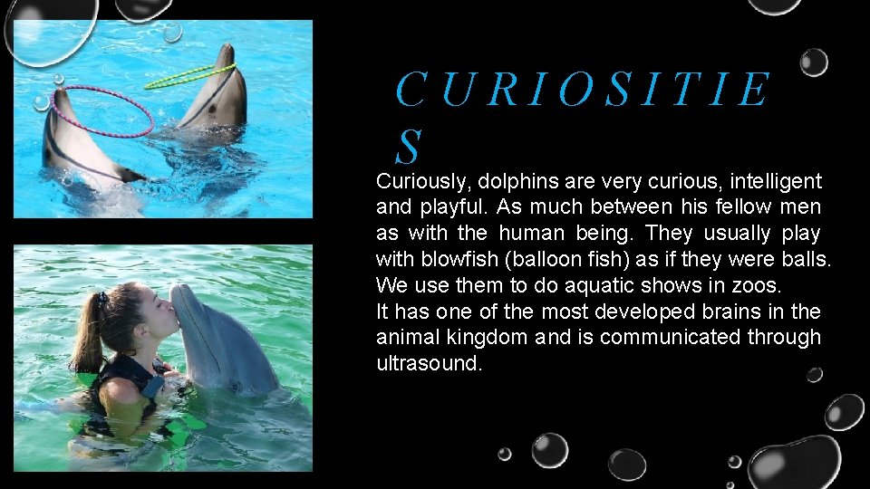 CURIOSITIE S Curiously, dolphins are very curious, intelligent and playful. As much between his