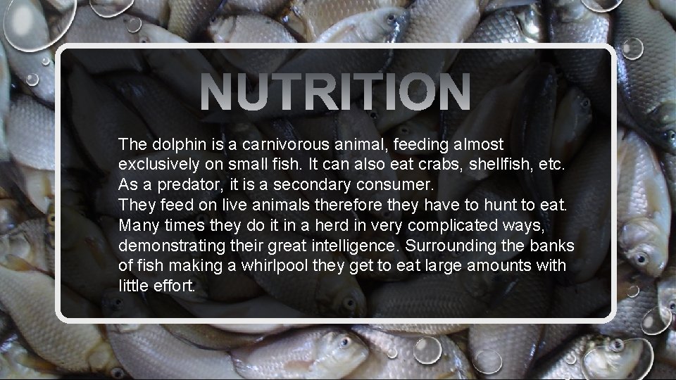 The dolphin is a carnivorous animal, feeding almost exclusively on small fish. It can