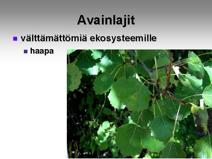 Avainlajit n välttämättömiä ekosysteemille n haapa 