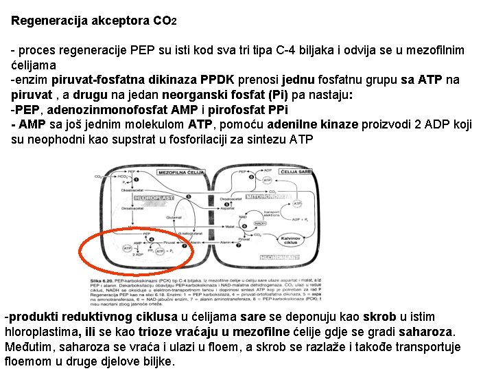 Regeneracija akceptora CO 2 - proces regeneracije PEP su isti kod sva tri tipa