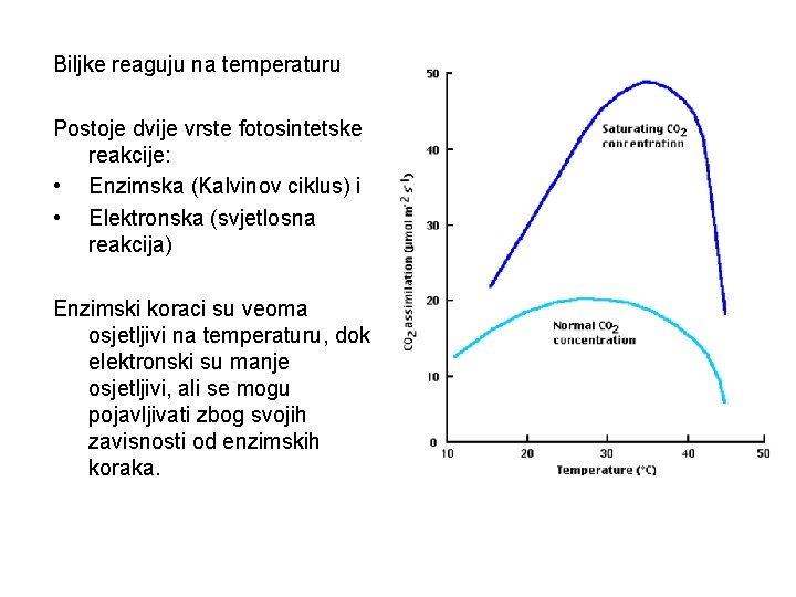 Biljke reaguju na temperaturu Postoje dvije vrste fotosintetske reakcije: • Enzimska (Kalvinov ciklus) i