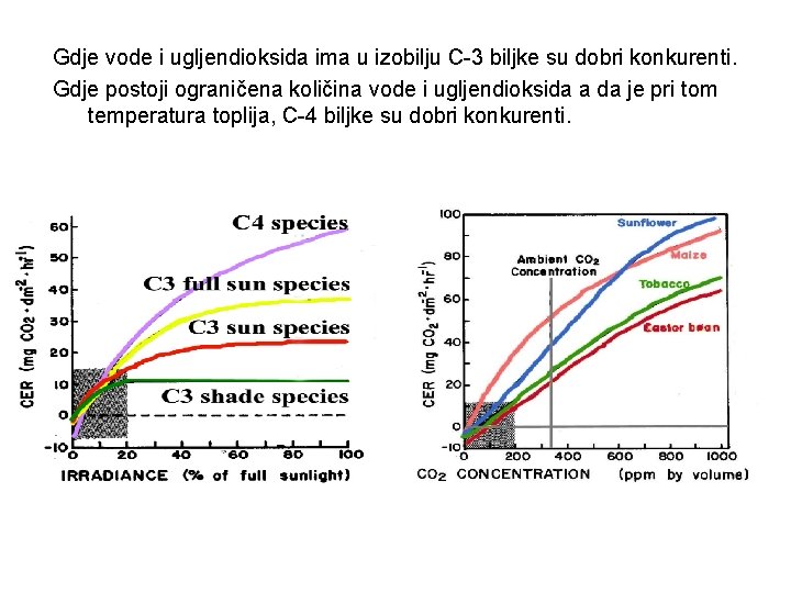 Gdje vode i ugljendioksida ima u izobilju C-3 biljke su dobri konkurenti. Gdje postoji