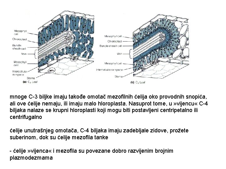 mnoge C-3 biljke imaju takođe omotač mezofilnih ćelija oko provodnih snopića, ali ove ćelije