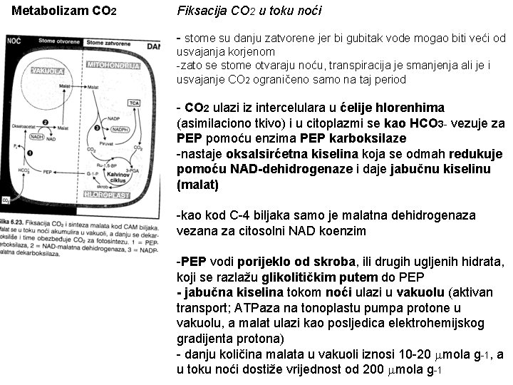 Metabolizam CO 2 Fiksacija CO 2 u toku noći - stome su danju zatvorene
