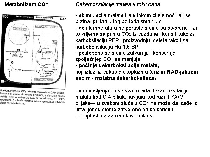 Metabolizam CO 2 Dekarboksilacija malata u toku dana - akumulacija malata traje tokom cijele