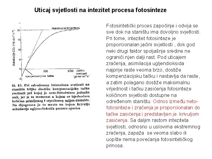 Uticaj svjetlosti na intezitet procesa fotosinteze Fotosintetički proces započinje i odvija se sve dok