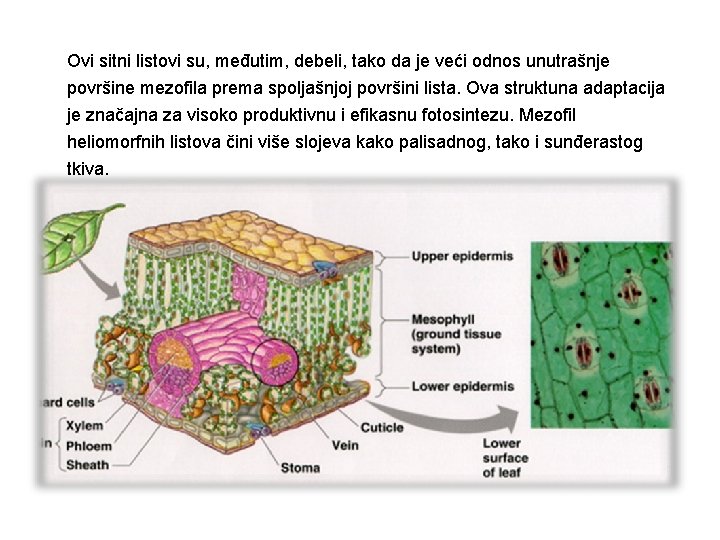 Ovi sitni listovi su, međutim, debeli, tako da je veći odnos unutrašnje površine mezofila