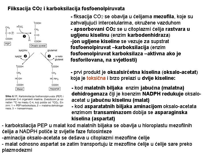 Fiiksacija CO 2 i karboksilacija fosfoenolpiruvata - fiksacija CO 2 se obavlja u ćelijama
