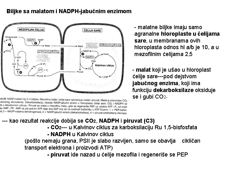 Biljke sa malatom i NADPH-jabučnim enzimom - malatne biljke imaju samo agranalne hloroplaste u