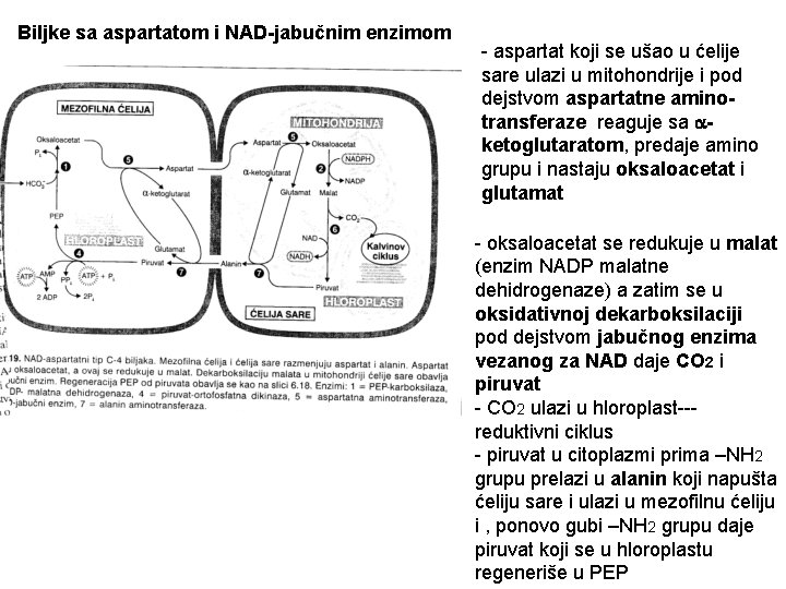 Biljke sa aspartatom i NAD-jabučnim enzimom - aspartat koji se ušao u ćelije sare