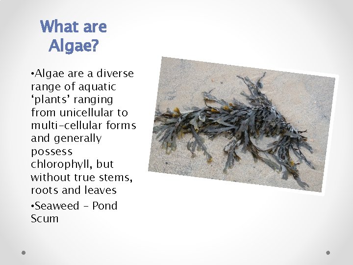 What are Algae? • Algae are a diverse range of aquatic ‘plants’ ranging from