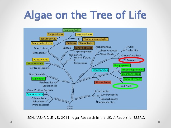 Algae on the Tree of Life SCHLARB-RIDLEY, B. 2011. Algal Research in the UK.