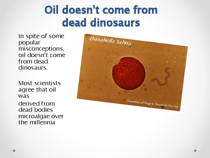 Oil doesn't come from dead dinosaurs In spite of some popular misconceptions, oil doesn't