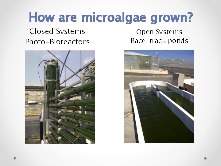 How are microalgae grown? Closed Systems Photo-Bioreactors Open Systems Race-track ponds 