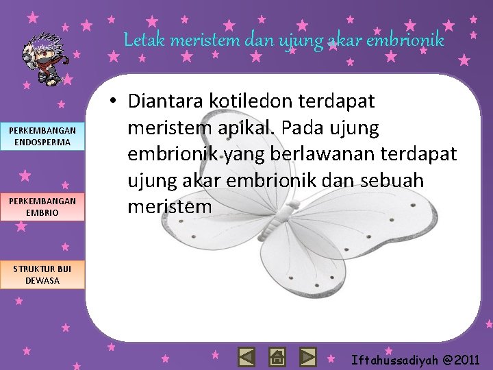 Letak meristem dan ujung akar embrionik PERKEMBANGAN ENDOSPERMA PERKEMBANGAN EMBRIO • Diantara kotiledon terdapat