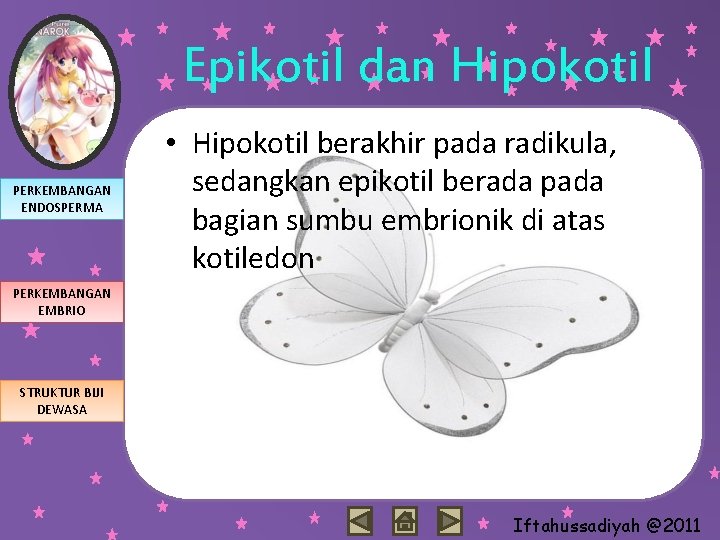 Epikotil dan Hipokotil PERKEMBANGAN ENDOSPERMA • Hipokotil berakhir pada radikula, sedangkan epikotil berada pada