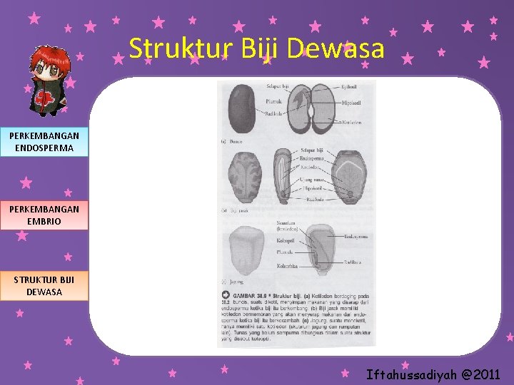 Struktur Biji Dewasa PERKEMBANGAN ENDOSPERMA PERKEMBANGAN EMBRIO STRUKTUR BIJI DEWASA Iftahussadiyah @2011 