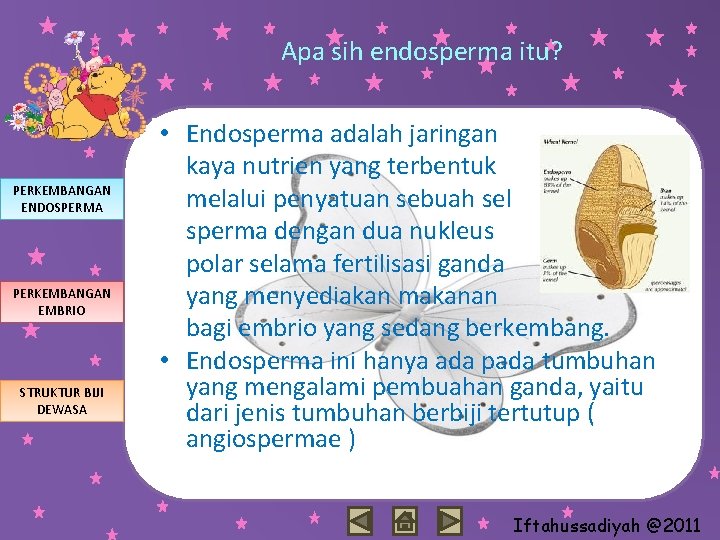 Apa sih endosperma itu? PERKEMBANGAN ENDOSPERMA PERKEMBANGAN EMBRIO STRUKTUR BIJI DEWASA • Endosperma adalah