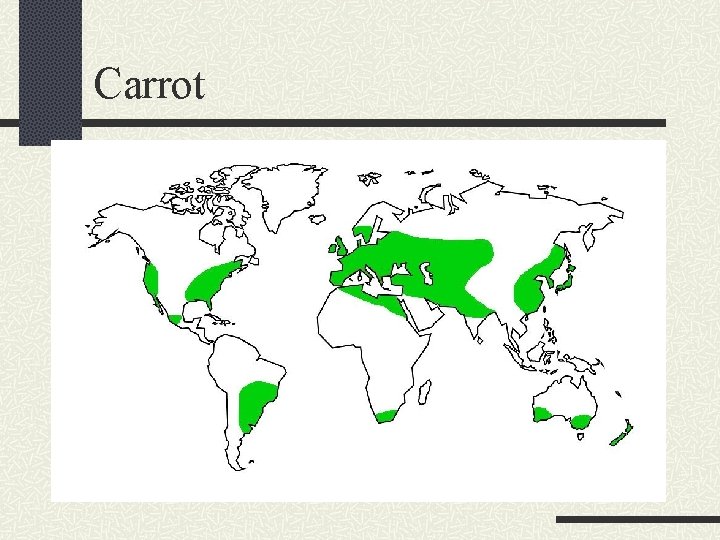 Carrot 