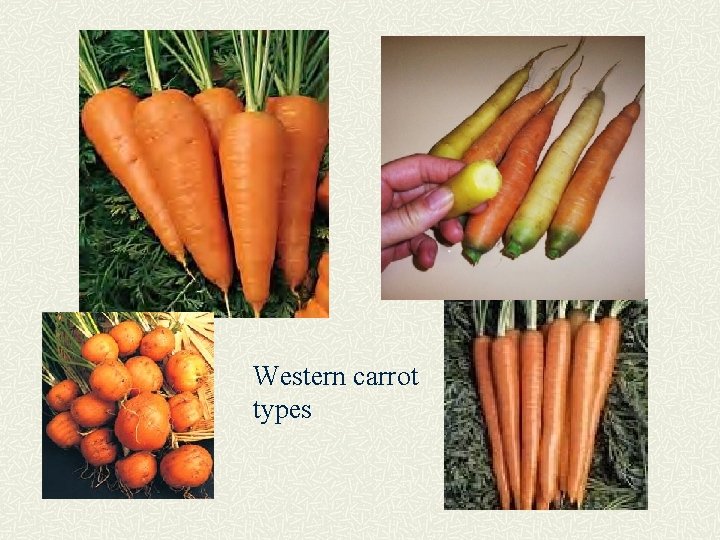 Western carrot types 