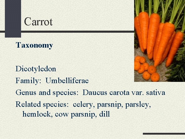 Carrot Taxonomy Dicotyledon Family: Umbelliferae Genus and species: Daucus carota var. sativa Related species: