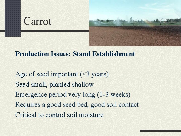 Carrot Production Issues: Stand Establishment Age of seed important (<3 years) Seed small, planted