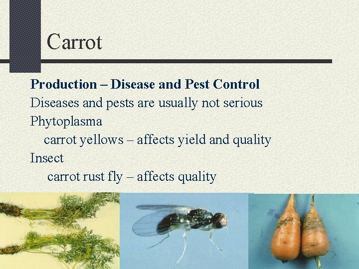 Carrot Production – Disease and Pest Control Diseases and pests are usually not serious