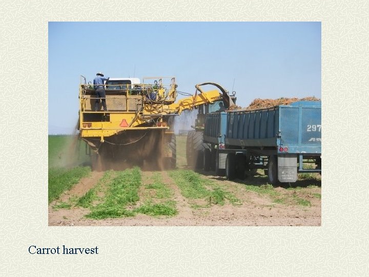 Carrot harvest 