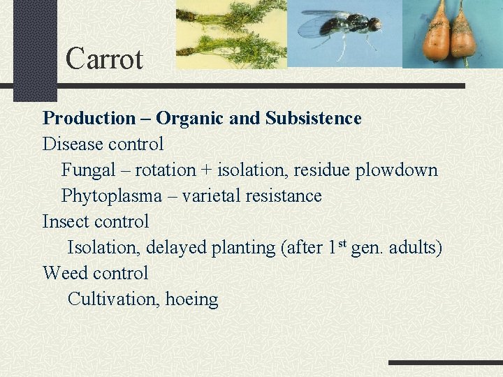 Carrot Production – Organic and Subsistence Disease control Fungal – rotation + isolation, residue