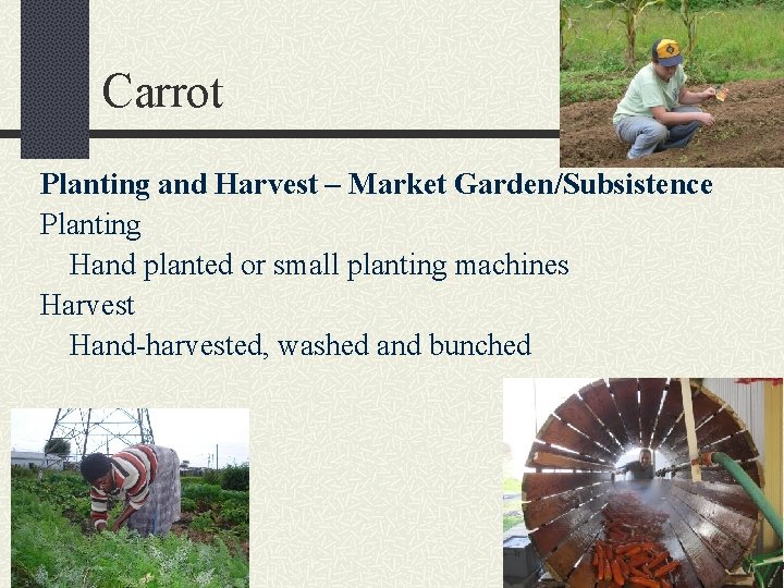 Carrot Planting and Harvest – Market Garden/Subsistence Planting Hand planted or small planting machines