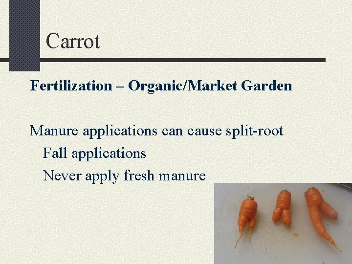 Carrot Fertilization – Organic/Market Garden Manure applications can cause split-root Fall applications Never apply