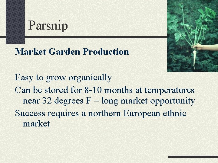 Parsnip Market Garden Production Easy to grow organically Can be stored for 8 -10