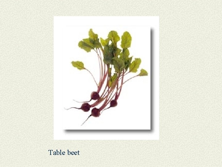 Table beet 