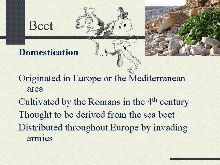 Beet Domestication Originated in Europe or the Mediterranean area Cultivated by the Romans in