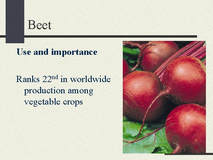 Beet Use and importance Ranks 22 nd in worldwide production among vegetable crops 